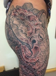 octopus